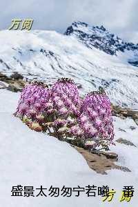 盛景太匆匆宁若曦:火爆小说 盛景太匆匆宁若曦:火爆小说