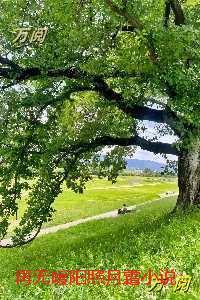 再无暖阳照月霜:完整版